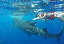 Temporada del Tiburón Ballena en Cancún Temporada del Tiburón Ballena en Cancún