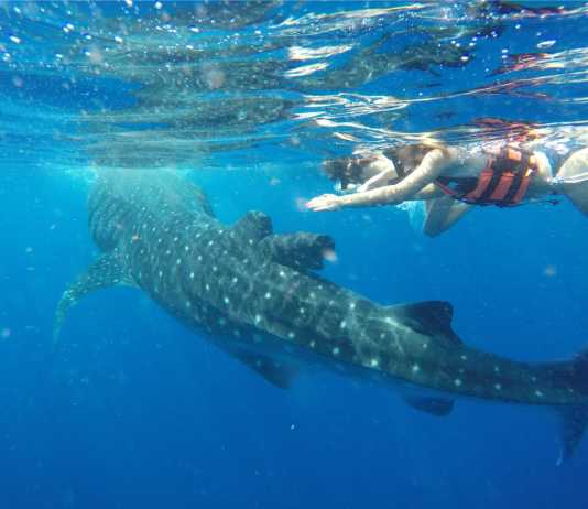 Temporada del Tiburón Ballena en Cancún Temporada del Tiburón Ballena en Cancún
