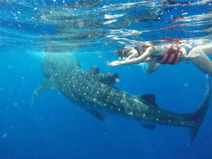 Temporada del Tiburón Ballena en Cancún