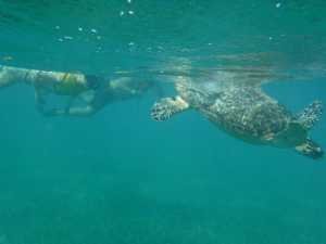 Snorkel con tortugas en Cancún